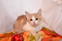 Котята  лесного и бело-рыжего окраса в дар - Изображение #1, Объявление #1007604