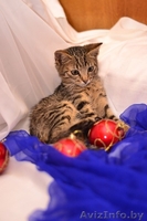 Котята  лесного и бело-рыжего окраса в дар - Изображение #3, Объявление #1007604