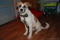 Элеонора ищет новый дом - Изображение #4, Объявление #1001507