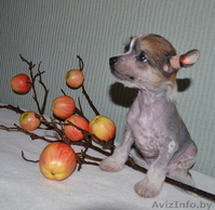 КХС-Ваш талисман, от беды хранящий! - Изображение #1, Объявление #1008453