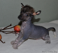 КХС-Ваш талисман, от беды хранящий! - Изображение #4, Объявление #1008453