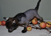 КХС-Ваш талисман, от беды хранящий! - Изображение #5, Объявление #1008453