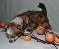 КХС-Ваш талисман, от беды хранящий! - Изображение #6, Объявление #1008453