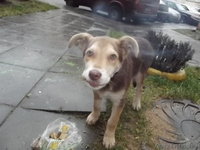 (МИНСК)Люди не оставьте бедного щенка умирать на улице, ему холодно. - Изображение #1, Объявление #1002428