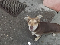 (МИНСК)Люди не оставьте бедного щенка умирать на улице, ему холодно. - Изображение #3, Объявление #1002428