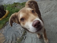 (МИНСК)Люди не оставьте бедного щенка умирать на улице, ему холодно. - Изображение #2, Объявление #1002428