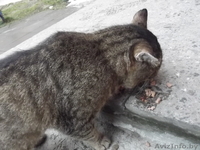 СОС!!!! на улице умирает котик... у него жуткие хрипы при дыхании=((((   - Изображение #2, Объявление #1008850