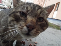 СОС!!!! на улице умирает котик... у него жуткие хрипы при дыхании=((((   - Изображение #1, Объявление #1008850