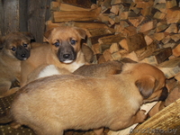 щенки смесь бельгийской овчарки и сибирской лайки - Изображение #5, Объявление #1002549