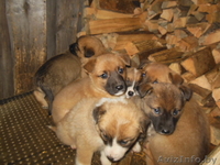 щенки смесь бельгийской овчарки и сибирской лайки - Изображение #4, Объявление #1002549