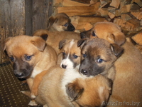 щенки смесь бельгийской овчарки и сибирской лайки - Изображение #3, Объявление #1002549