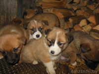 щенки смесь бельгийской овчарки и сибирской лайки - Изображение #2, Объявление #1002549
