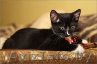 Котенок Граф ищет свой дом - Изображение #4, Объявление #1008100