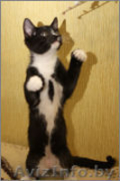 Котенок Граф ищет свой дом - Изображение #1, Объявление #1008100