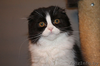 скоттиш фолд - Изображение #1, Объявление #922522