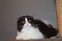 скоттиш фолд - Изображение #3, Объявление #922522