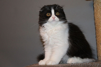 скоттиш фолд - Изображение #2, Объявление #922522