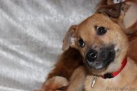 Рыжий маленький лисёнок в дар! - Изображение #4, Объявление #1008820