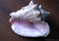 Продаю Большую Ракушку Карибского моря (Куба) - Изображение #2, Объявление #1014157