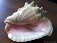Продаю Большую Ракушку Карибского моря (Куба) - Изображение #1, Объявление #1014157