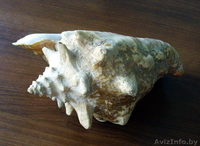 Продаю Большую Ракушку Карибского моря (Куба) - Изображение #3, Объявление #1014157