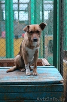 ЛЮДИ помогите Рудольфу - Изображение #1, Объявление #1006408