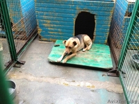 ЛЮДИ помогите Рудольфу - Изображение #2, Объявление #1006408