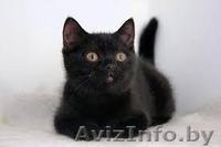 Котенку Пьеру нужен дом - Изображение #2, Объявление #1008098