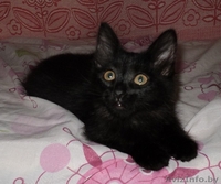 Котенку Пьеру нужен дом - Изображение #3, Объявление #1008098