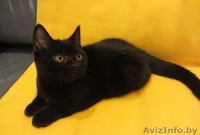 Котенку Пьеру нужен дом - Изображение #4, Объявление #1008098