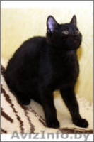 Котенку Пьеру нужен дом - Изображение #1, Объявление #1008098