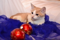 Котята  лесного и бело-рыжего окраса в дар - Изображение #5, Объявление #1007604