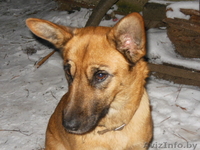 щенки смесь бельгийской овчарки и сибирской лайки - Изображение #6, Объявление #1002549