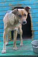 ЛЮДИ помогите Рудольфу - Изображение #3, Объявление #1006408