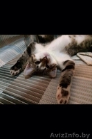 Котик ищет нового хозяина - Изображение #1, Объявление #1002013