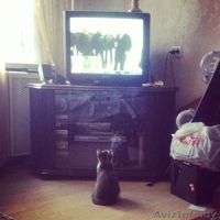 Котик ищет нового хозяина - Изображение #3, Объявление #1002013