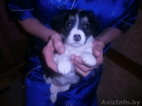 Отдается милый щенок-девочка в дар! - Изображение #1, Объявление #1029487