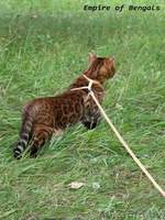 Бенгальский кот приглашает на вязку минск - Изображение #2, Объявление #1029795