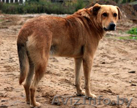 Спокойный преданный мальчик ищет добрый дом! - Изображение #2, Объявление #1017125