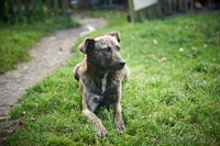 В дар!Тэбби очень хочет найти любящий дом! - Изображение #3, Объявление #1013633