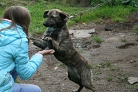 В дар!Тэбби очень хочет найти любящий дом! - Изображение #4, Объявление #1013633