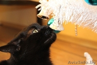 Фиона-шоколадная красавица! - Изображение #2, Объявление #1008951