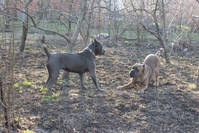 Шикарные тигровые щенки кане корсл - Изображение #2, Объявление #1019415