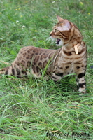 Бенгальский кот приглашает на вязку минск - Изображение #3, Объявление #1029795