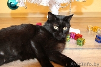 Фиона-шоколадная красавица! - Изображение #4, Объявление #1008951