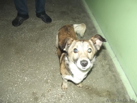 СОС! ребенок погибает на улице, не понимает что нельзя прыгать под машины - Изображение #1, Объявление #1016901