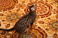 бенгальские котята- Ваши маленькие леопардики - Изображение #2, Объявление #1029794