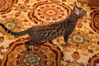 бенгальские котята- Ваши маленькие леопардики - Изображение #1, Объявление #1029794