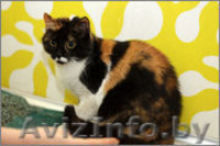 ГЕРМИОНА - красавица в сочных тонах - Изображение #2, Объявление #1027617