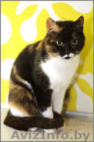 ГЕРМИОНА - красавица в сочных тонах - Изображение #3, Объявление #1027617